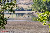 Wasservögel auf der Listertalsperre - Auch die beheimateten Vögel haben nun etwas weniger Wasserfläche zur Verfügung. • © ummeteck.de - Silke Schön